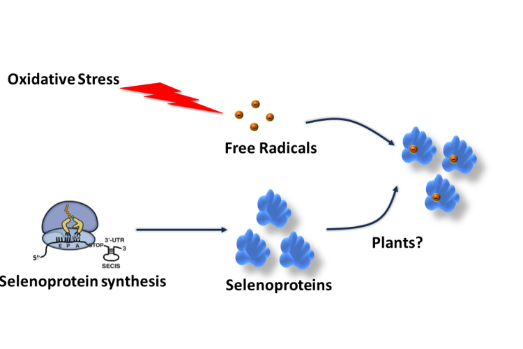 Selenoprotein