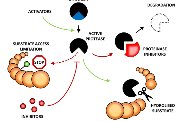 Protease Cleavage